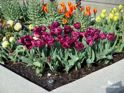 Tulip 'Alison Bradley Double Early'