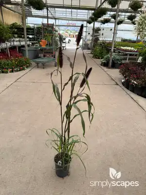 Pearl Millet