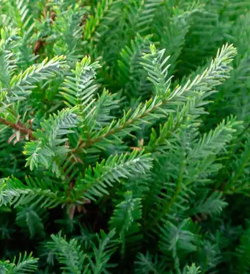 Arborvitae Pancake™