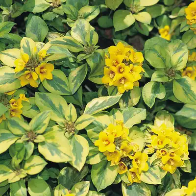 Proven Accents® Waikiki Sunset™