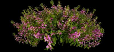 Pink Brilliance™ Fan Flower