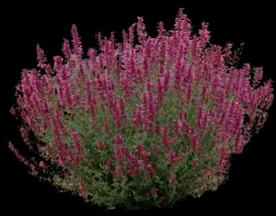 Sonoran Sunset Agastache