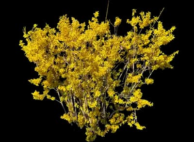 Forsythia Shrub