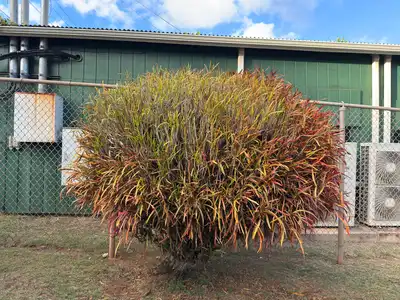 Red Banana Croton