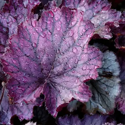 Heuchera NORTHERN EXPOSURE 'Purple'