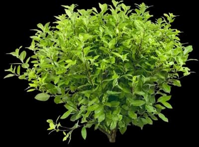 Pittosporum Beach Ball™