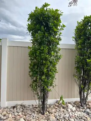 Columnar Buckthorn