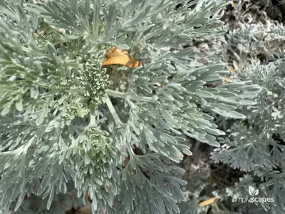 Silver Sage