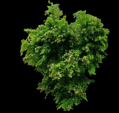 Shirazz Japanese Maple