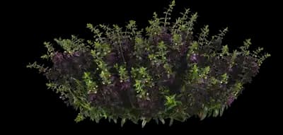 Angelflare black snapdragon