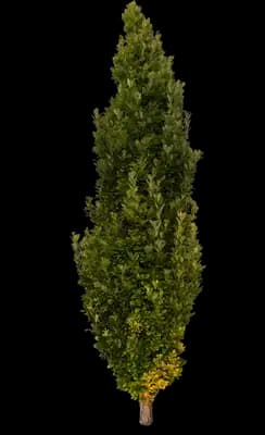 Beacon® Swamp White Oak Tree