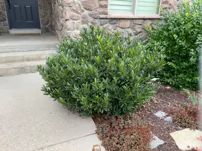 Cherry Laurel Shrub
