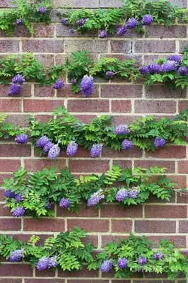 Longwood Purple American Wisteria