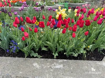 Tulip 'Teddy Kollek Single Late'