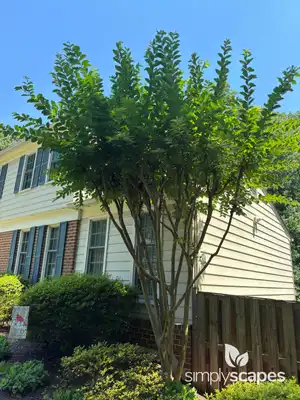Crape Myrtle Trees