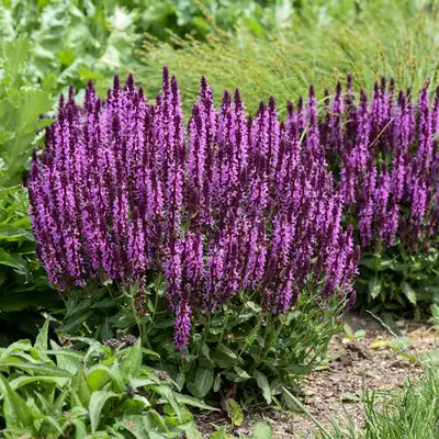 'Pink Profusion' Perennial Salvia
