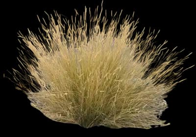 Blue Grama Grass