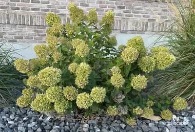 Panicle Hydrangea