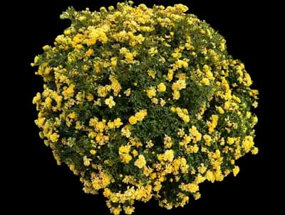 Shrub Rose 'Persian Yellow'