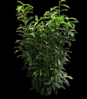 Cherry Laurel