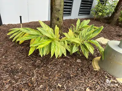 Shell Ginger