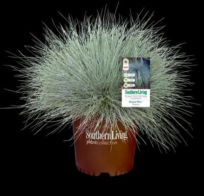 Fescue Beyond Blue™