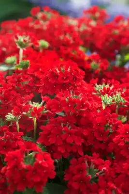 EnduraScape™ Red Verbena