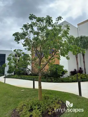 Gumbo Limbo
