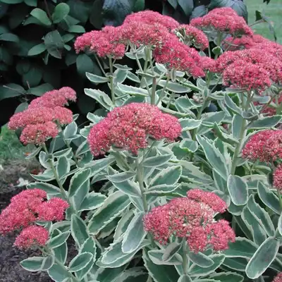 Autumn Charm Sedum