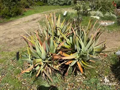 Cat's Tail Aloe