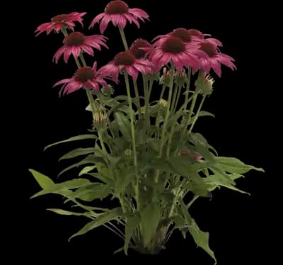 Artisan Rose Brilliant coneflower