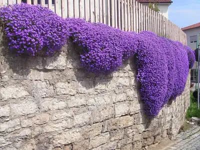 Cascade Purple Rockcress