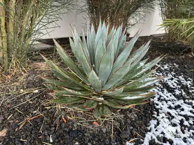 Agave 'Blue Glow'