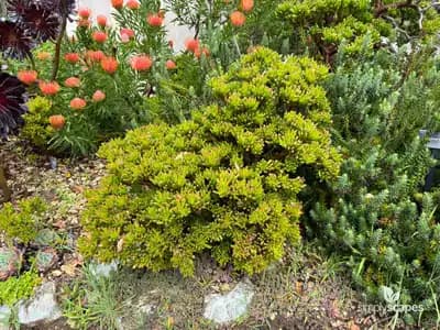 Jade Plant