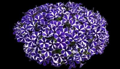 Blue Diamond™ Petunia hybrida