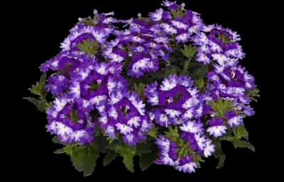 Vegetative Wicked Great Grape Verbena