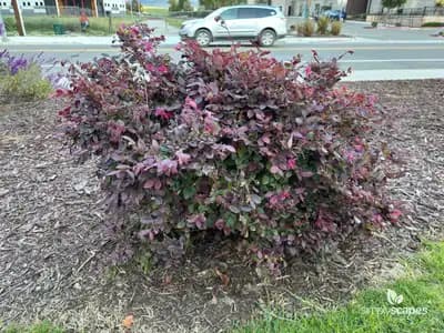 Chinese Fringe Flower - Loropetalum