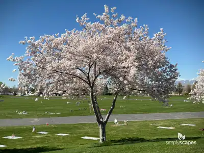 Flowering Cherry Tree (Prunus serrulata)