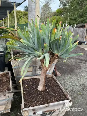 Fan Aloe Plant
