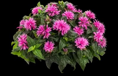 Leading Lady™ Orchid Bee Balm