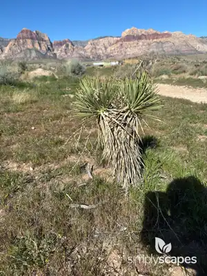 Joshua Tree