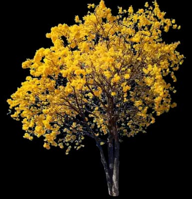 Yellow Trumpet Tree
