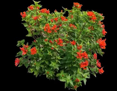 Estrellita Scarlet Firecracker Bush