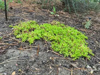 Sedum Plants
