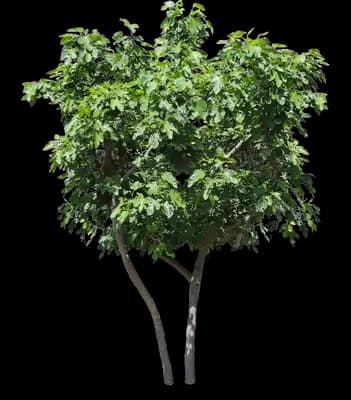 Yellow Fig Tree