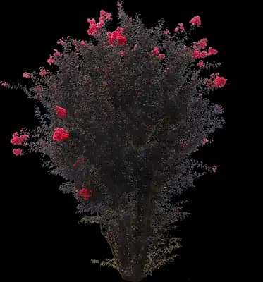 Black Diamond® Radiant Red Crape Myrtle