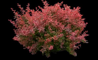 Sunjoy Cinnamon Barberry