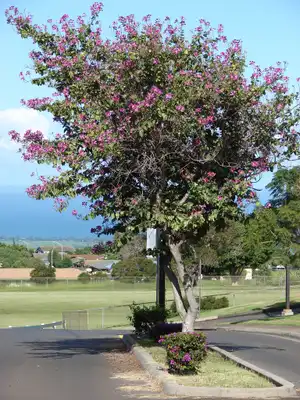 Hops