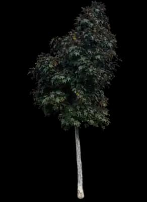 Deborah Norway Maple