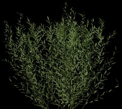 Purple Willow